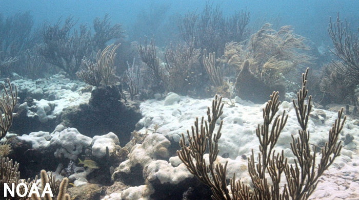 florida coral bleaching